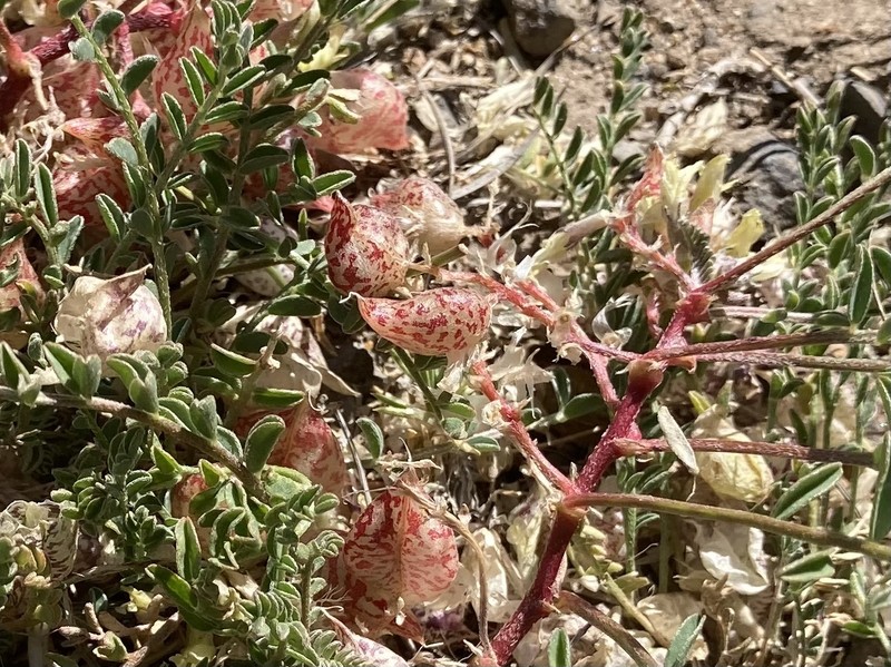 Astragalus lentiginosus var. semotus photo 5