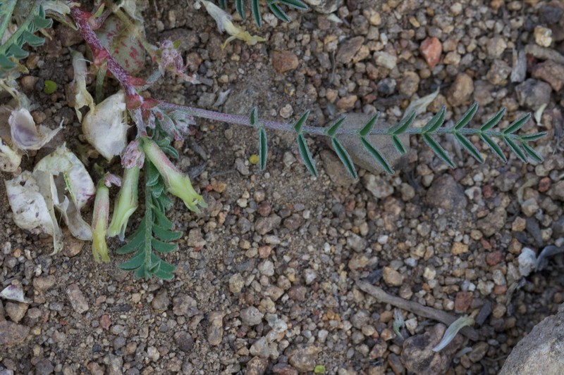 Astragalus lentiginosus var. semotus photo 6