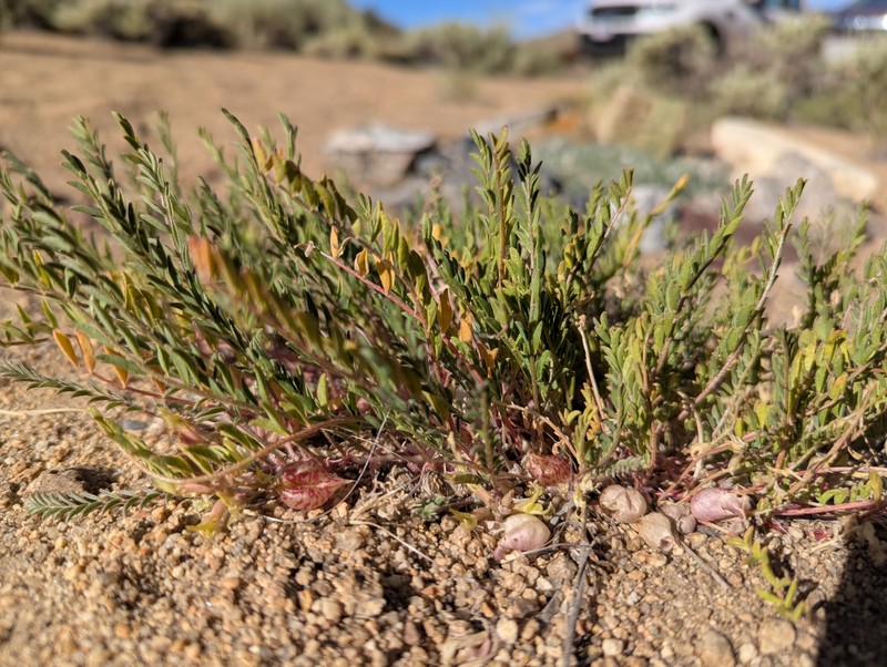Astragalus lentiginosus var. semotus photo 7