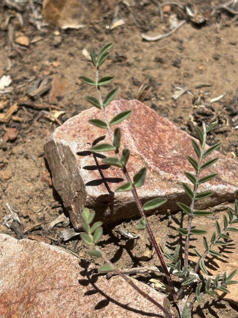 Astragalus lentiginosus var. semotus photo 8