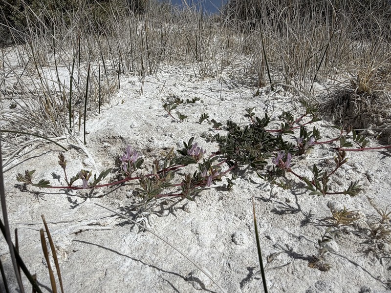 Astragalus lentiginosus var. sesquimetralis