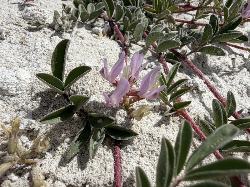 Astragalus lentiginosus var. sesquimetralis photo 2
