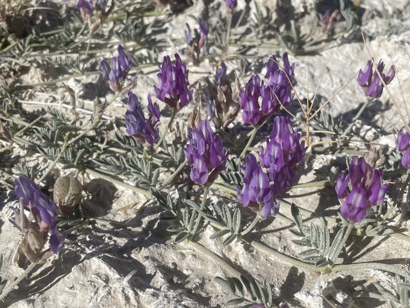 Astragalus lentiginosus var. sesquimetralis photo 3
