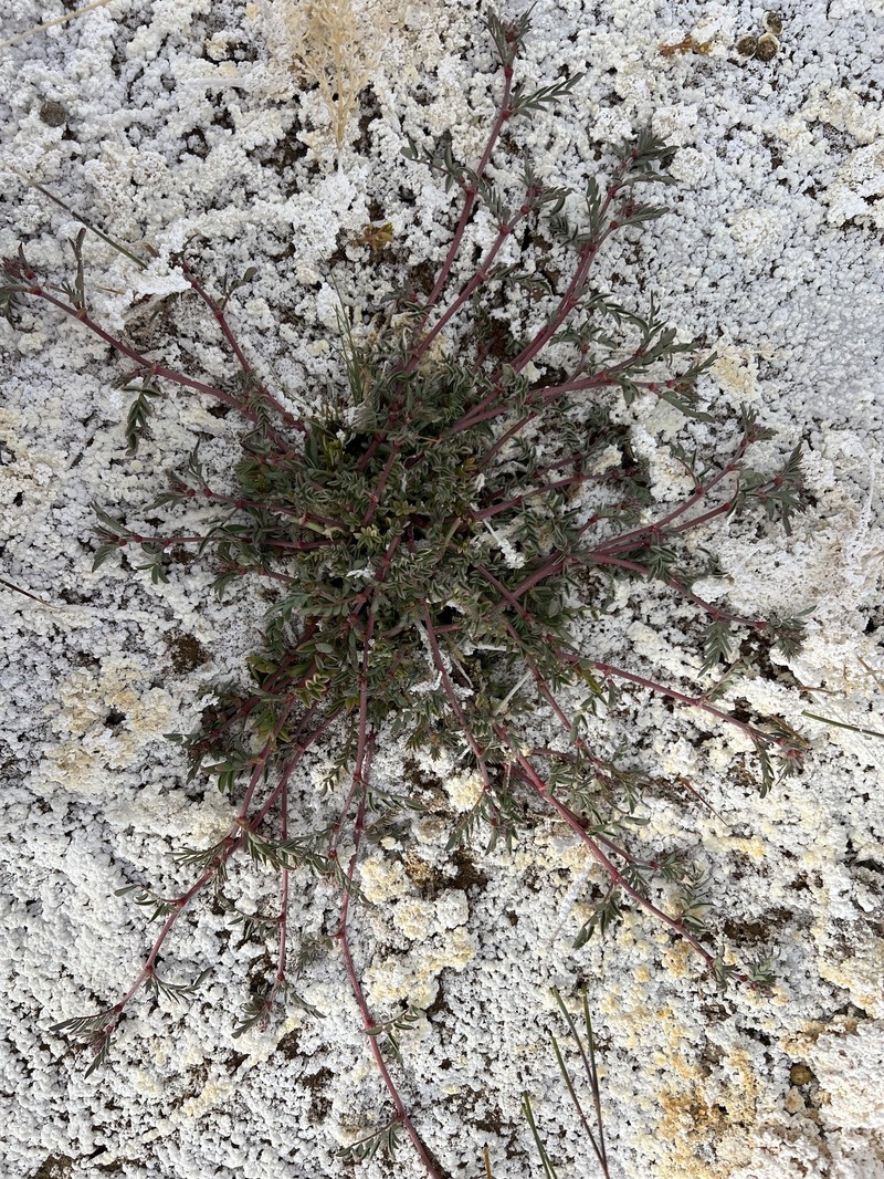 Astragalus lentiginosus var. sesquimetralis photo 4
