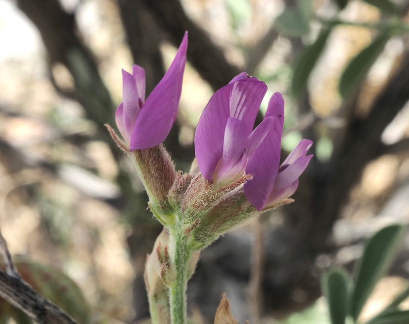 Astragalus lentiginosus var. sesquimetralis photo 5