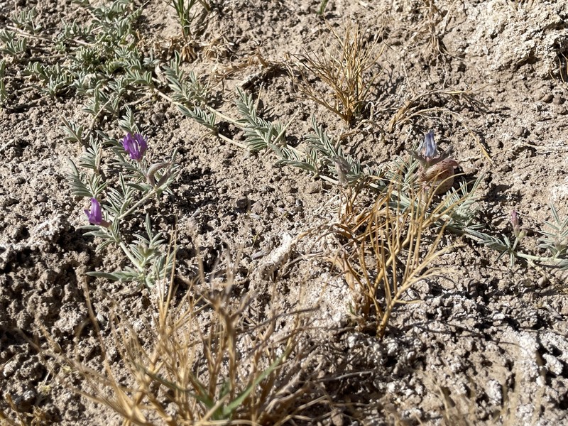 Astragalus lentiginosus var. sesquimetralis photo 6