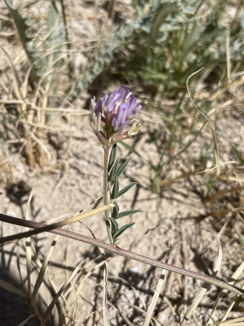 Astragalus lentiginosus var. sesquimetralis photo 7