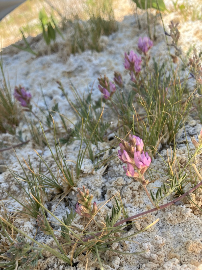 Astragalus lentiginosus var. sesquimetralis photo 8