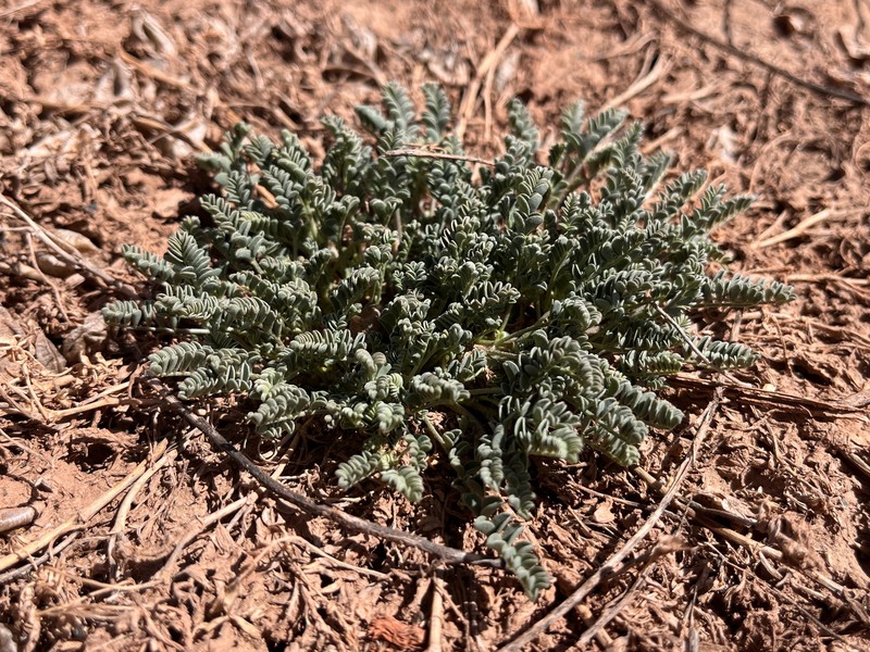 Astragalus lentiginosus var. sierrae