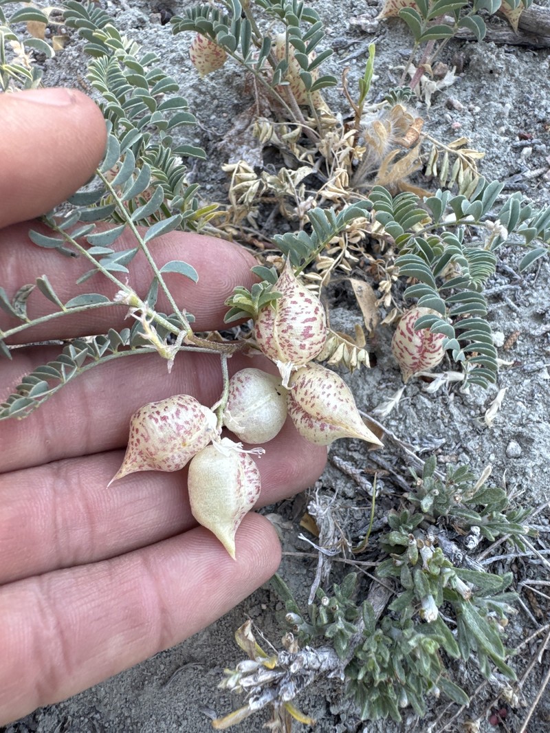 Astragalus lentiginosus var. sierrae photo 2