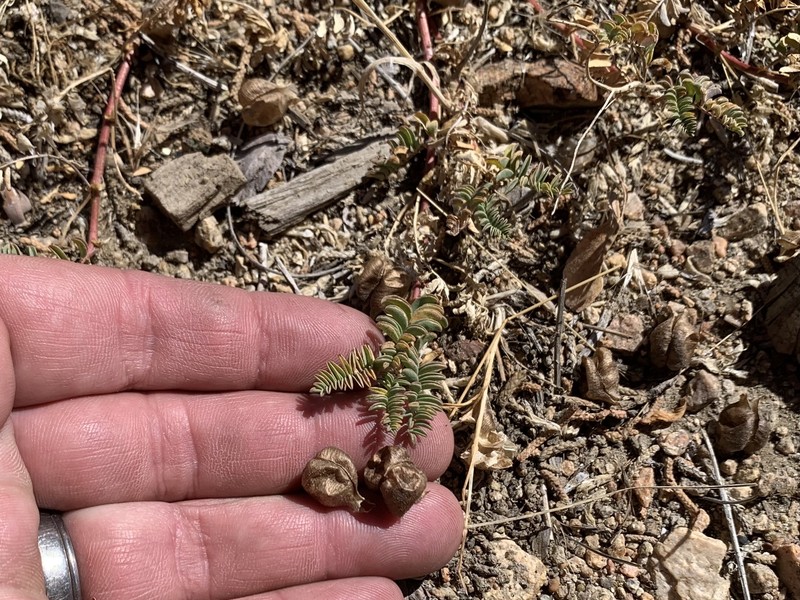 Astragalus lentiginosus var. sierrae photo 3