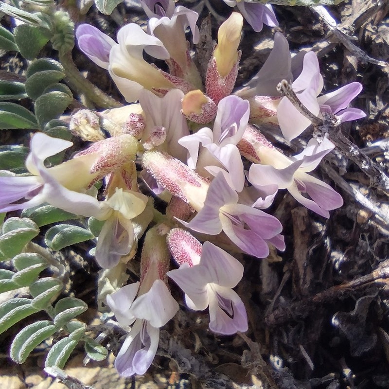 Astragalus lentiginosus var. sierrae photo 4