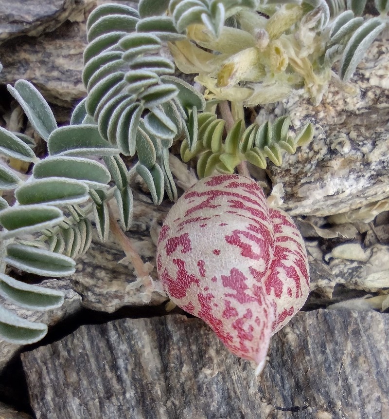 Astragalus lentiginosus var. sierrae photo 5