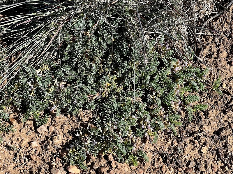 Astragalus lentiginosus var. sierrae photo 6
