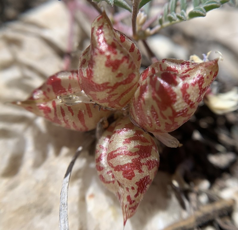 Astragalus lentiginosus var. sierrae photo 7