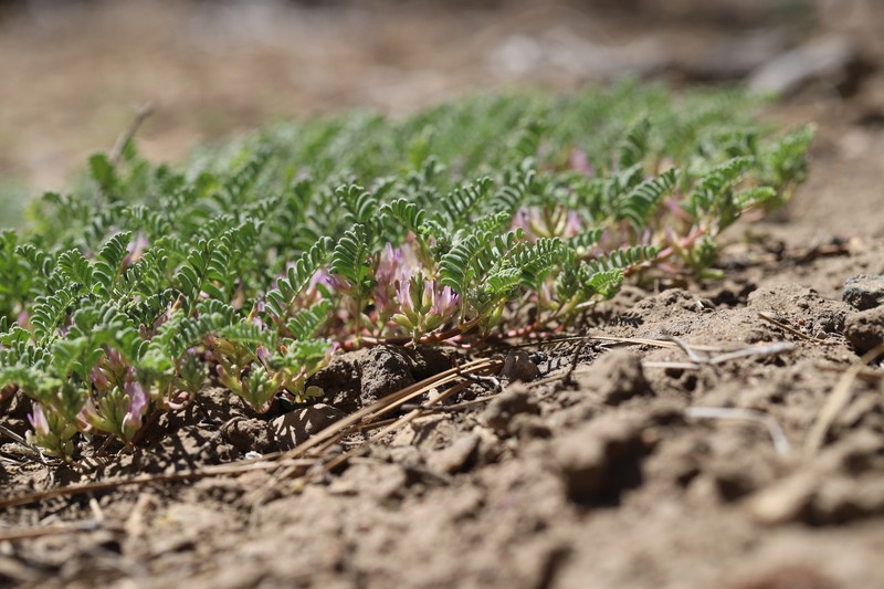 Astragalus lentiginosus var. sierrae photo 8