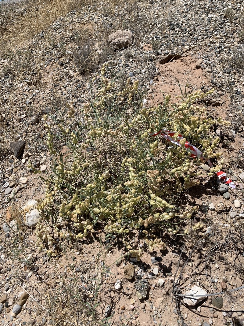 Astragalus lentiginosus var. stramineus photo 2