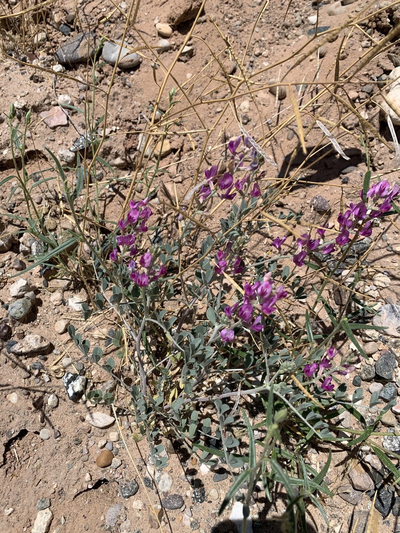 Astragalus lentiginosus var. stramineus photo 3