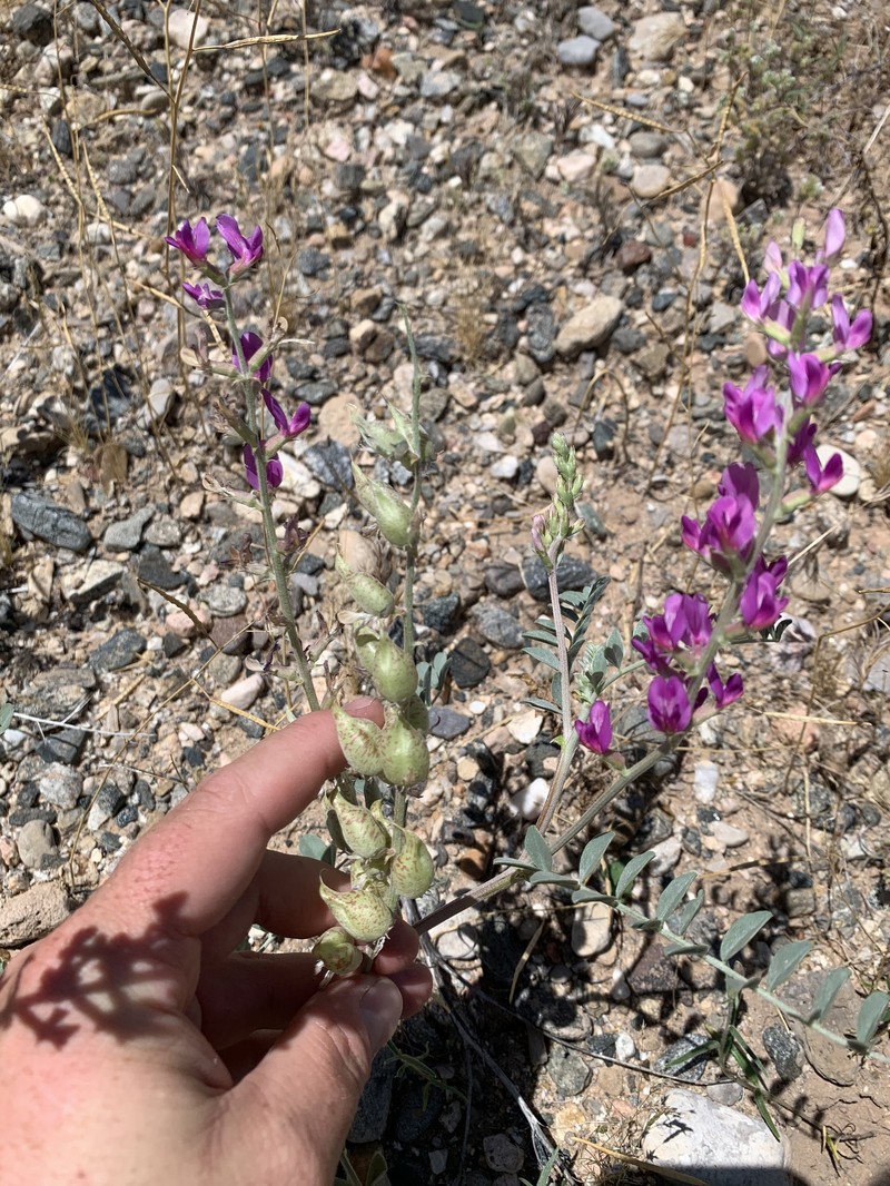 Astragalus lentiginosus var. stramineus photo 4