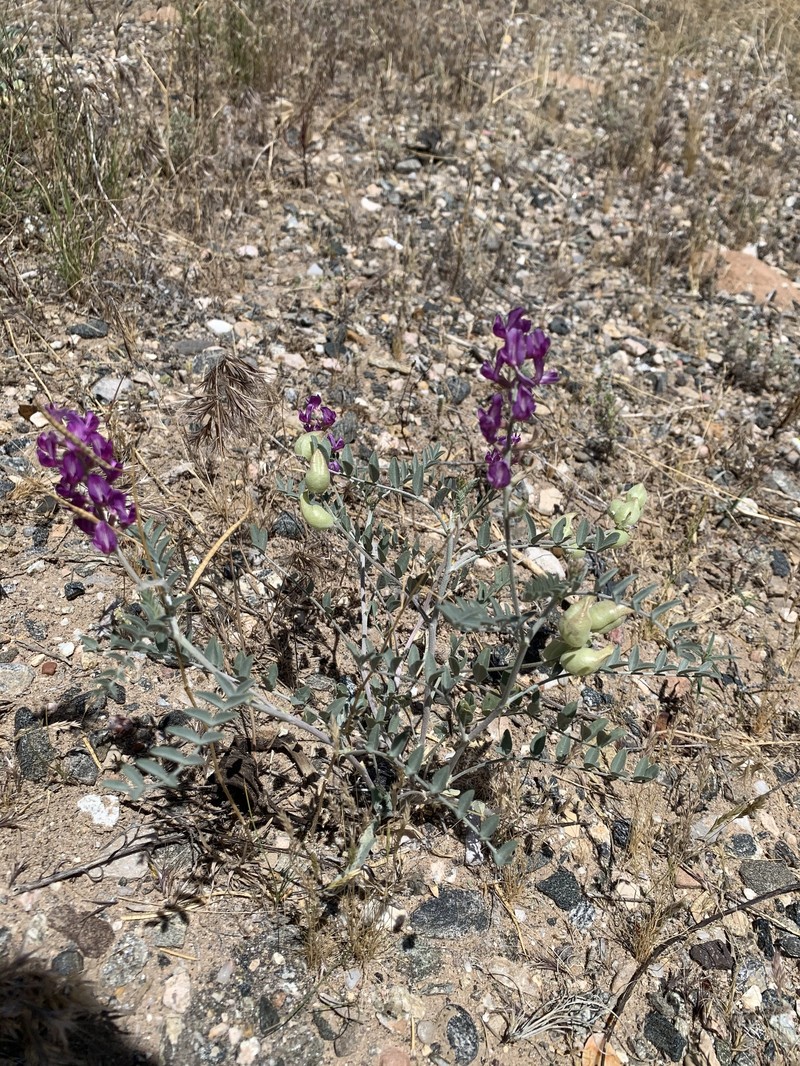 Astragalus lentiginosus var. stramineus photo 5