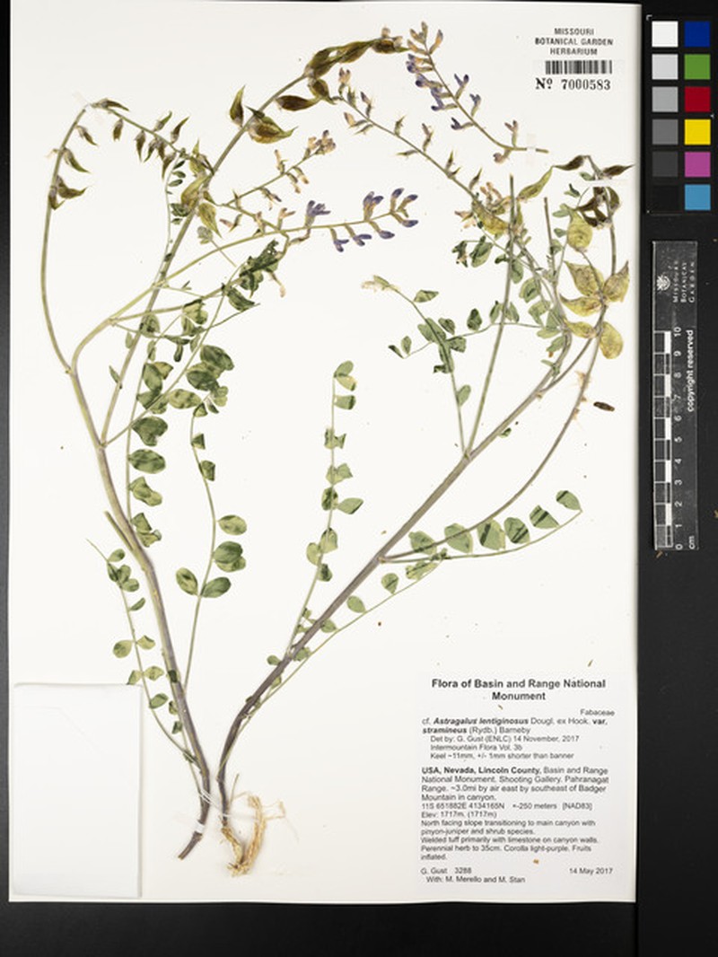 Astragalus lentiginosus var. stramineus photo 6