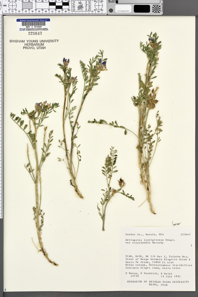 Astragalus lentiginosus var. toyabensis