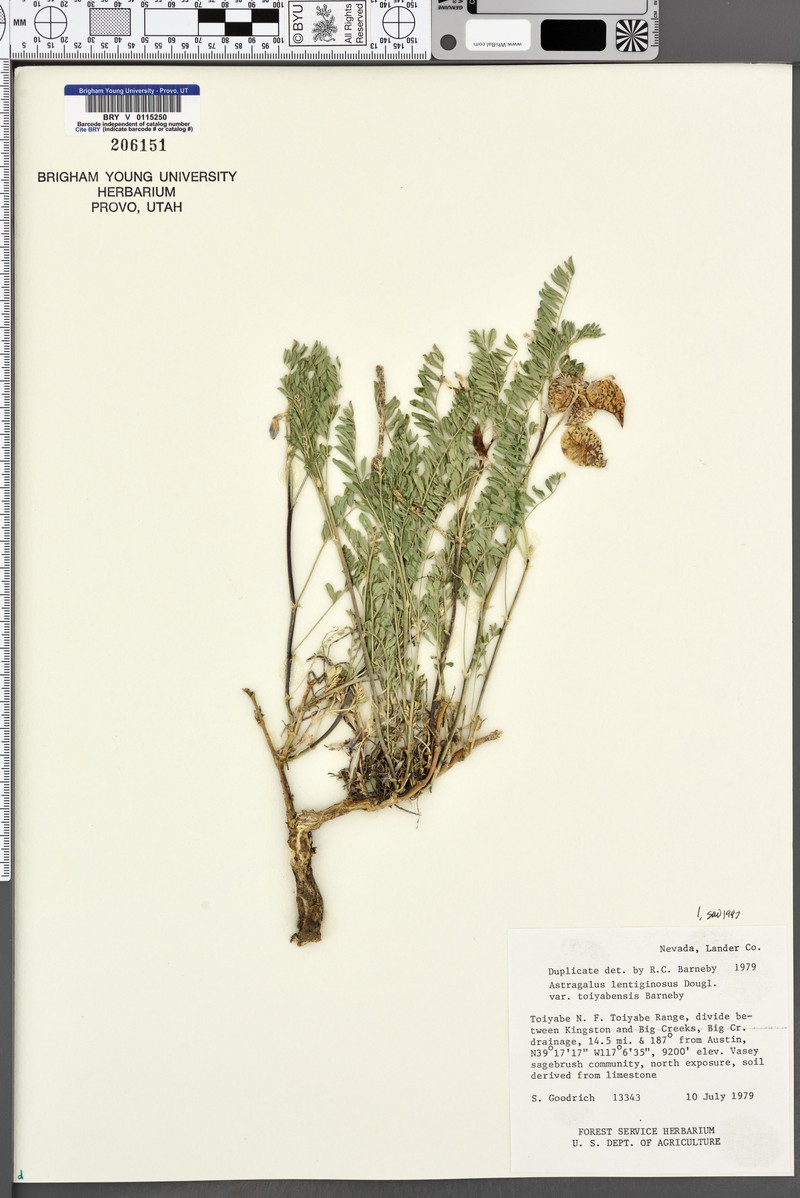 Astragalus lentiginosus var. toyabensis photo 2