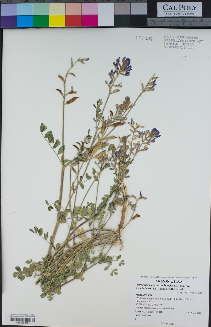 Astragalus lentiginosus var. trumbullensis