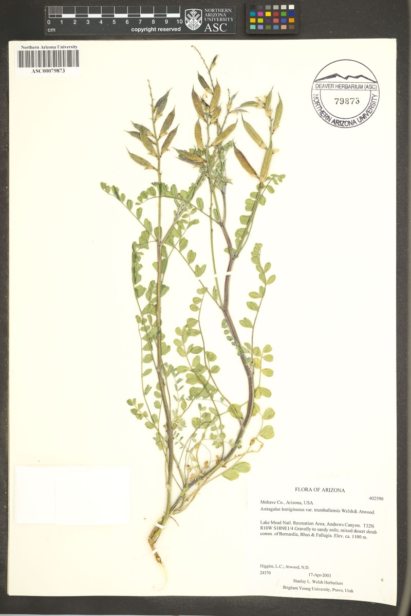 Astragalus lentiginosus var. trumbullensis photo 2