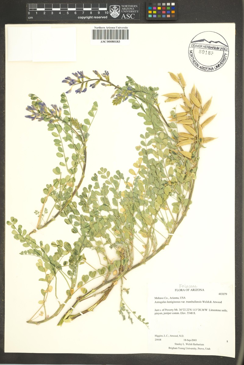 Astragalus lentiginosus var. trumbullensis photo 3
