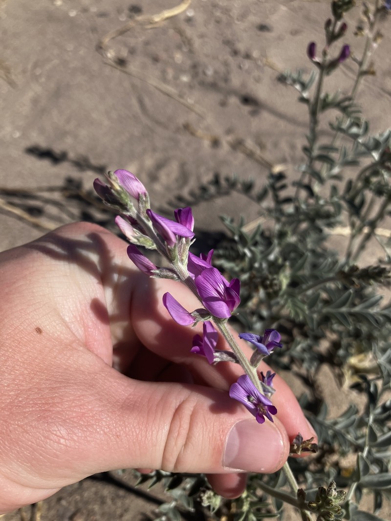 Astragalus lentiginosus var. variabilis