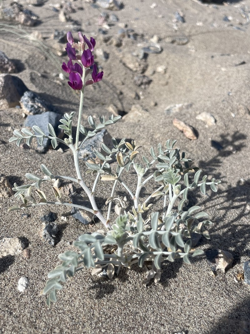 Astragalus lentiginosus var. variabilis photo 2