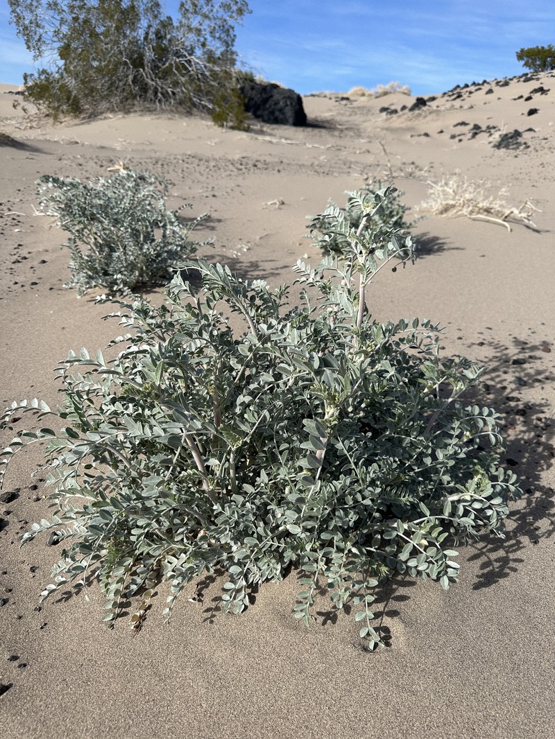 Astragalus lentiginosus var. variabilis photo 3