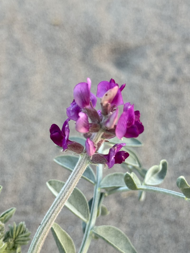 Astragalus lentiginosus var. variabilis photo 4