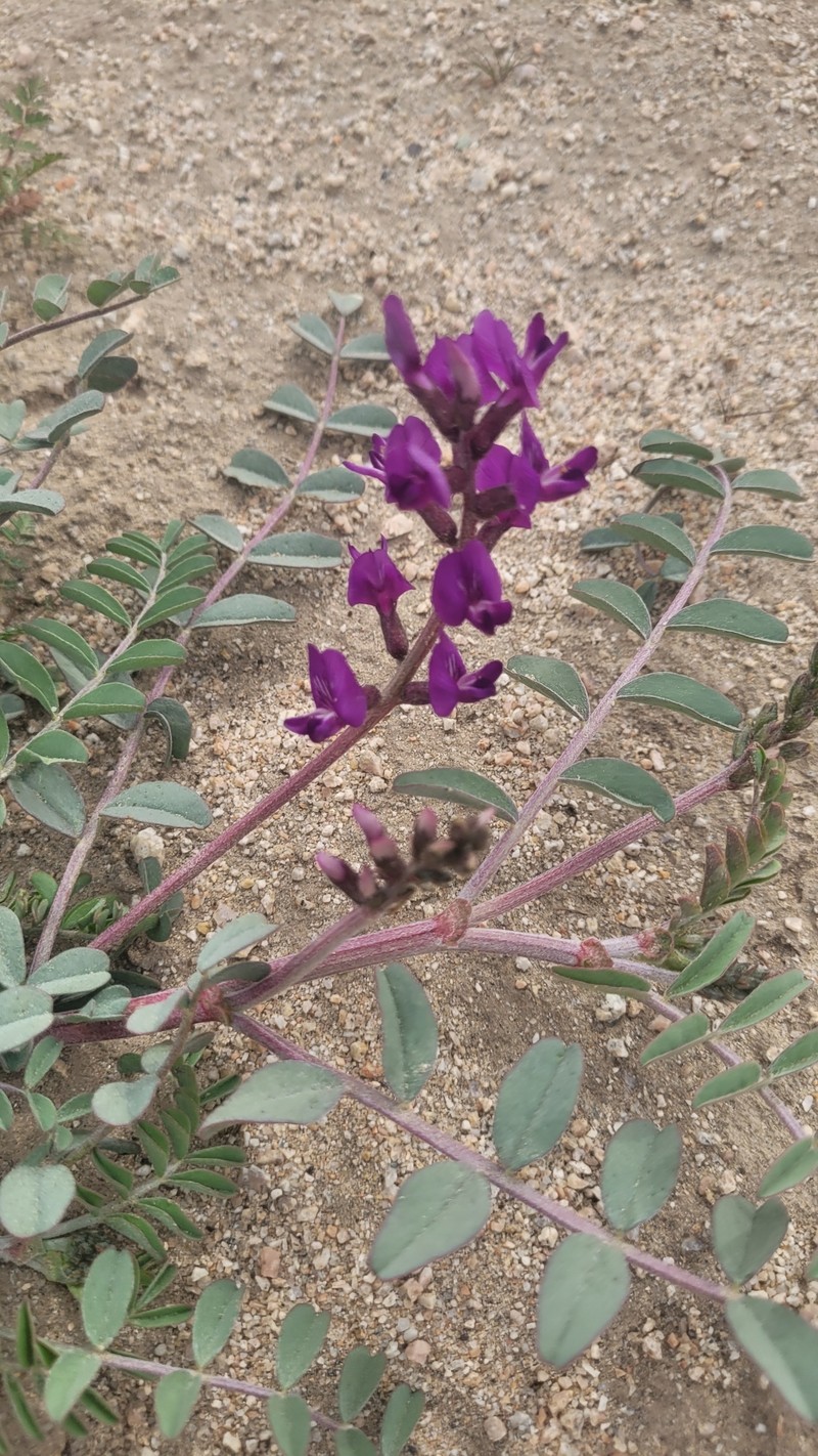 Astragalus lentiginosus var. variabilis photo 5