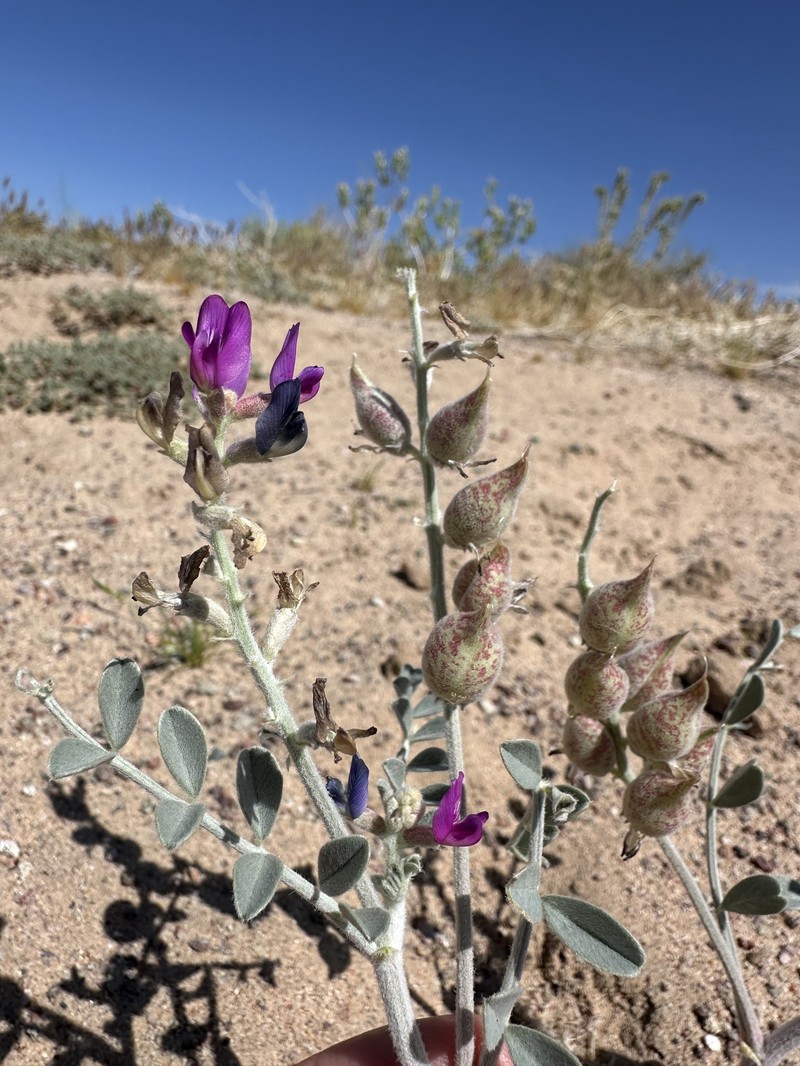 Astragalus lentiginosus var. variabilis photo 6