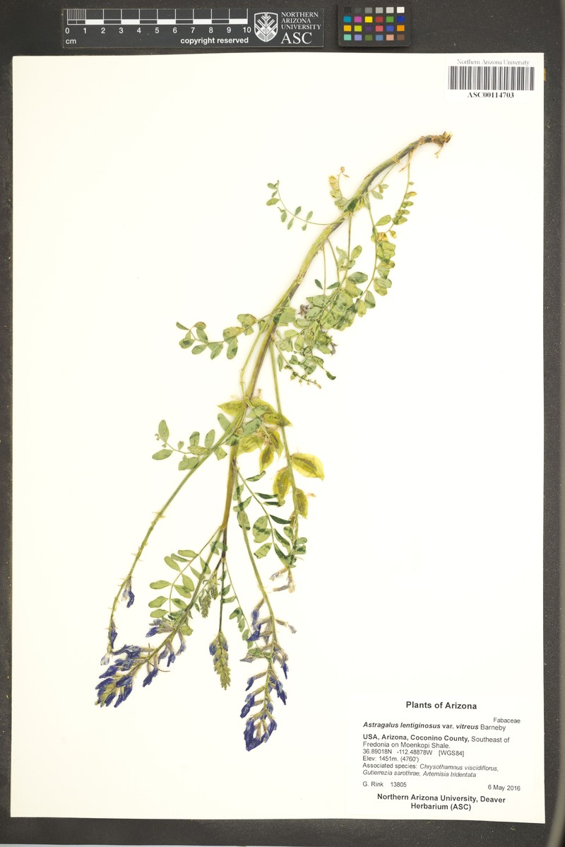 Astragalus lentiginosus var. vitreus photo 2