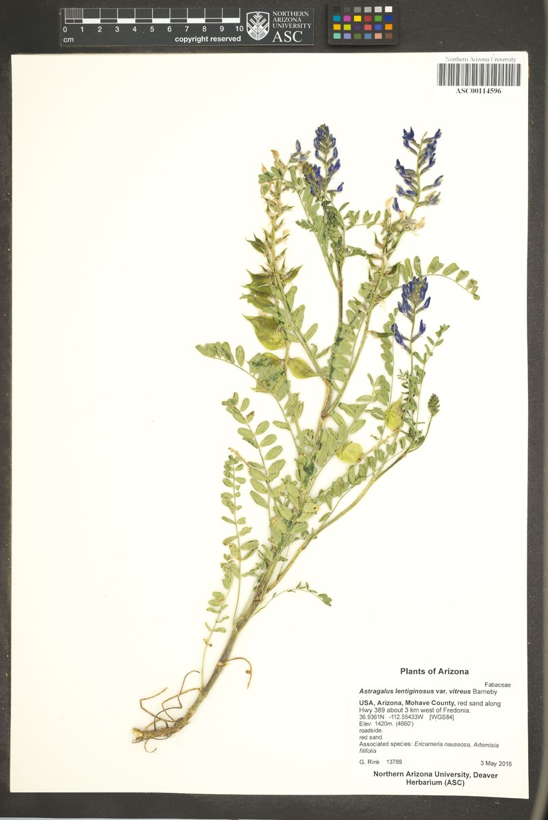 Astragalus lentiginosus var. vitreus photo 3