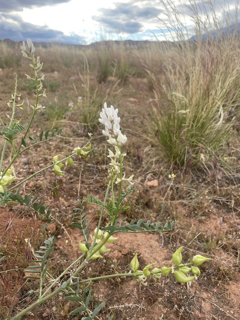 Astragalus lentiginosus var. vitreus