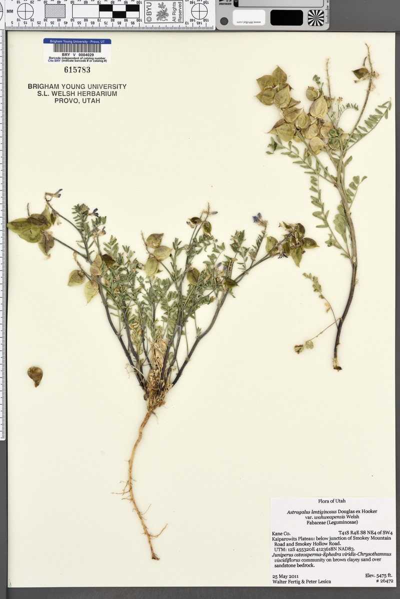Astragalus lentiginosus var. wahweapensis