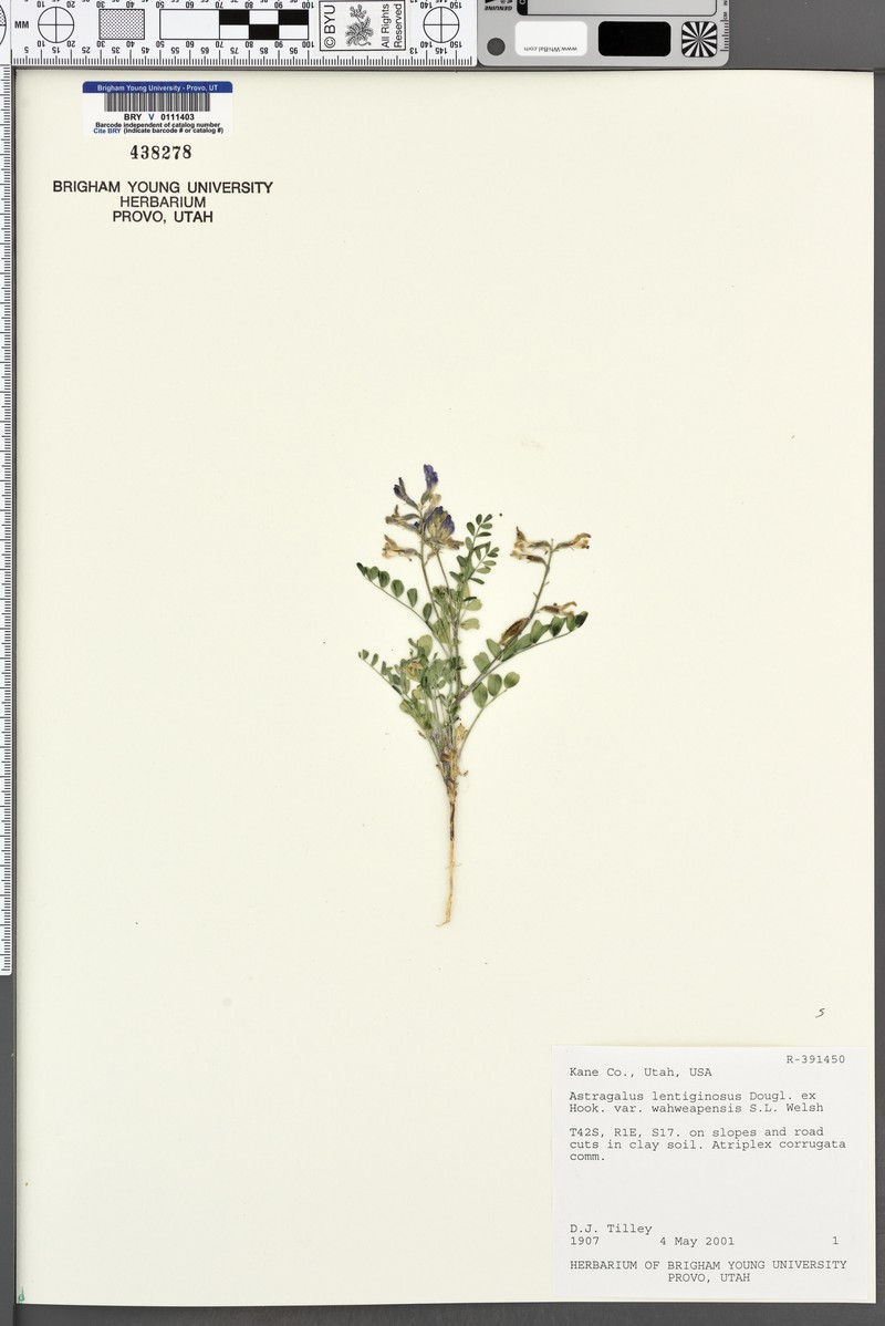 Astragalus lentiginosus var. wahweapensis photo 2