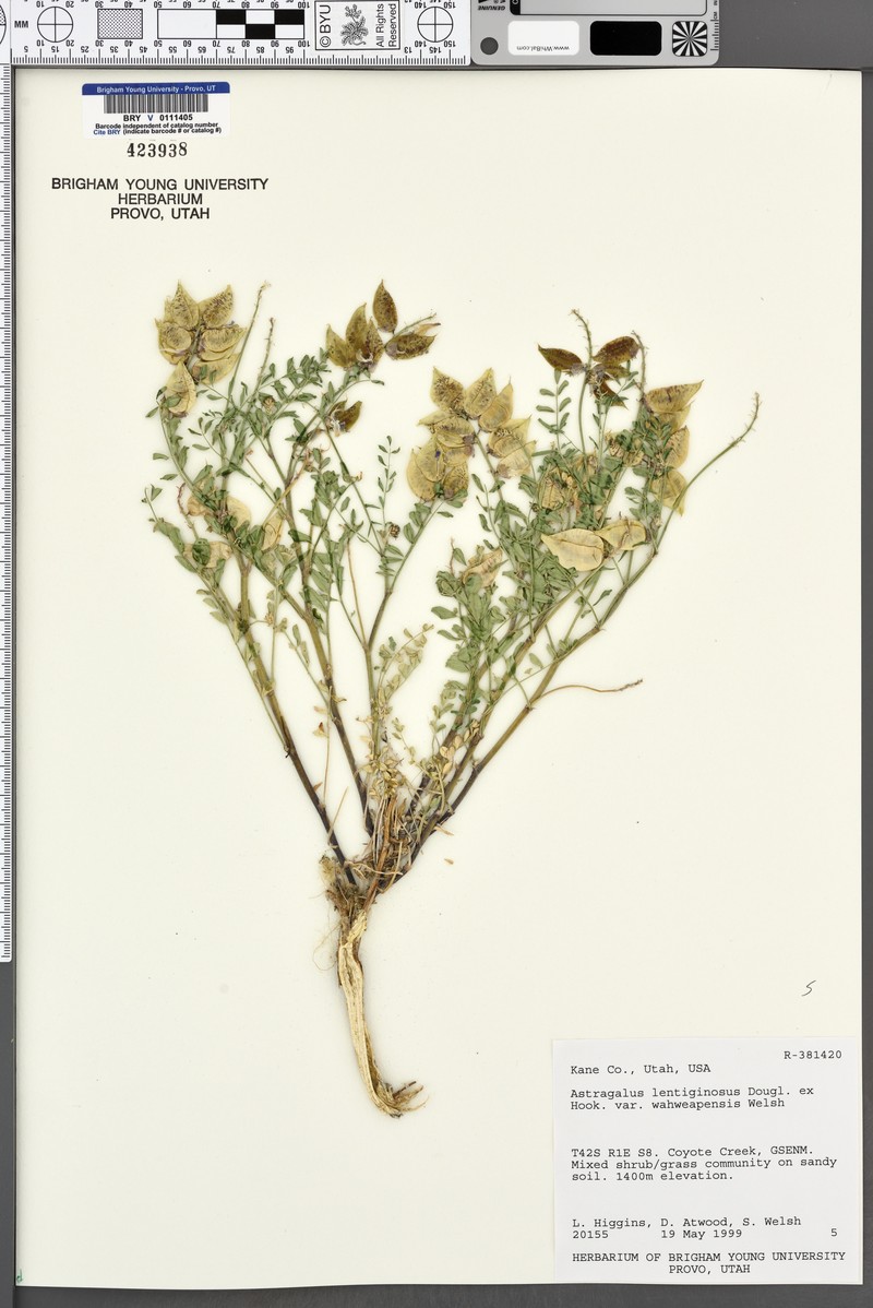 Astragalus lentiginosus var. wahweapensis photo 3