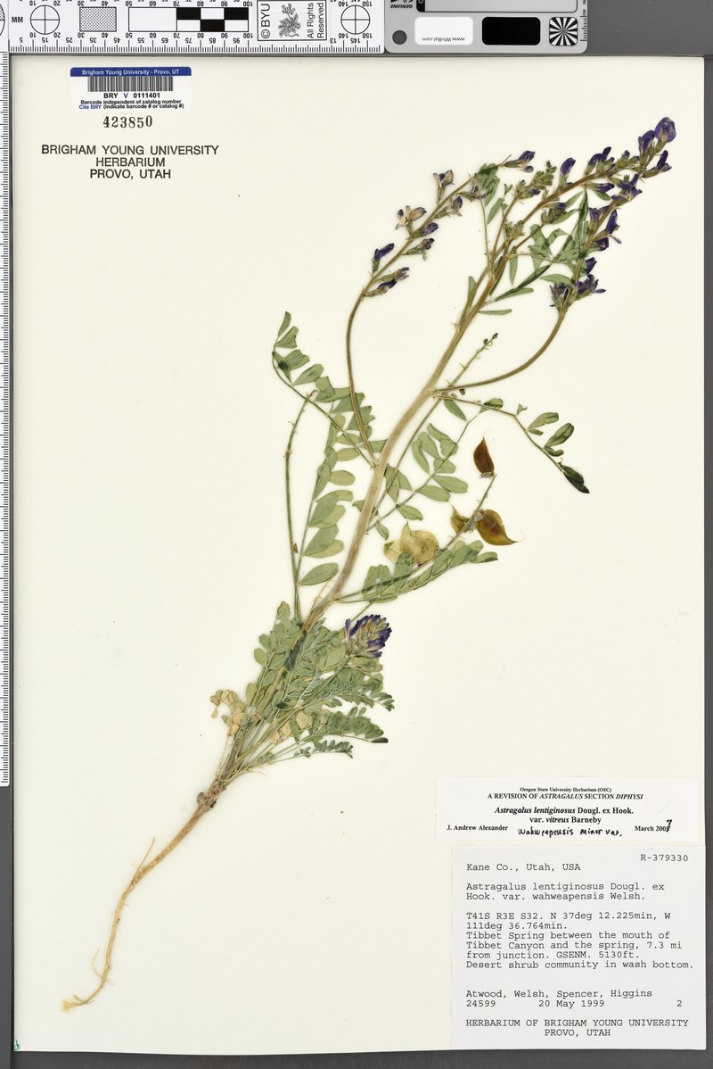 Astragalus lentiginosus var. wahweapensis photo 4