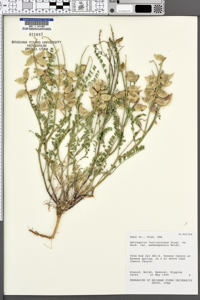Astragalus lentiginosus var. wahweapensis photo 5