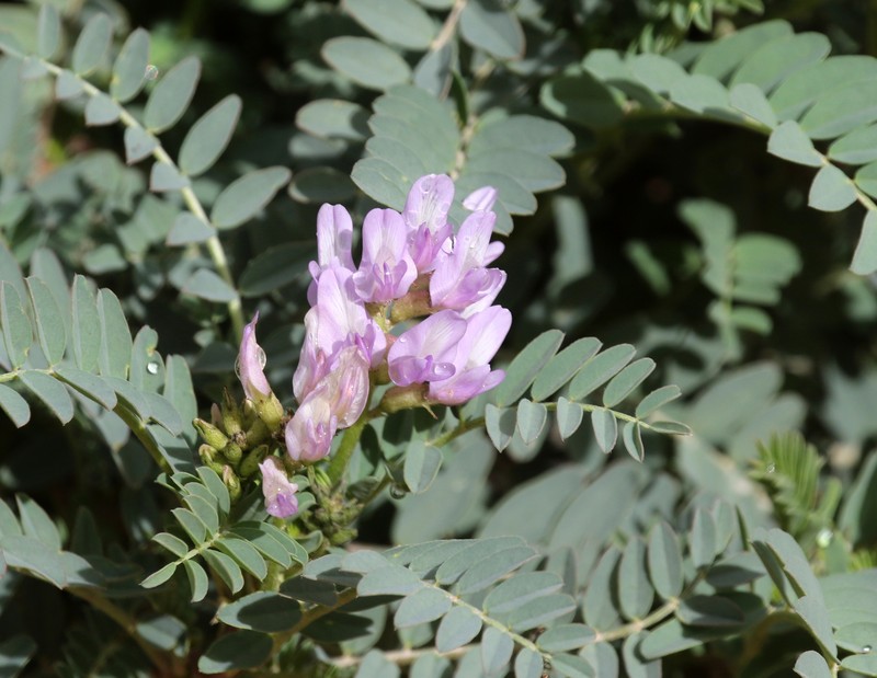 Astragalus lentiginosus var. wilsonii