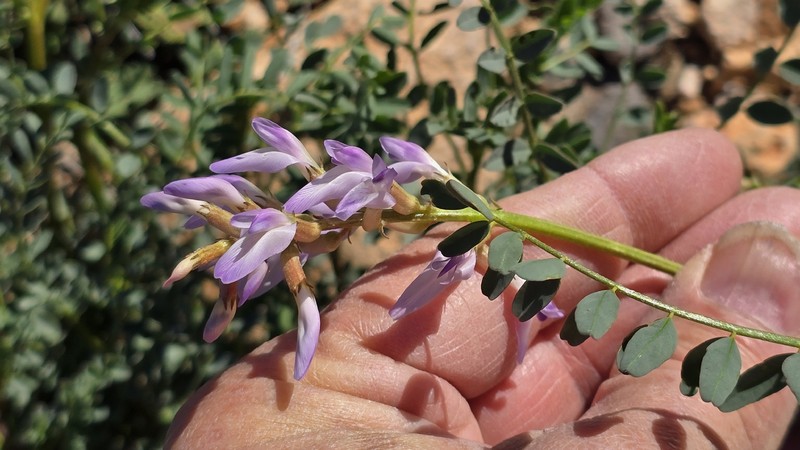 Astragalus lentiginosus var. wilsonii photo 2