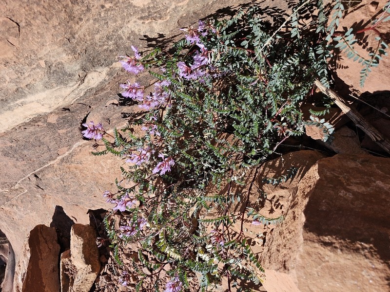 Astragalus lentiginosus var. wilsonii photo 3