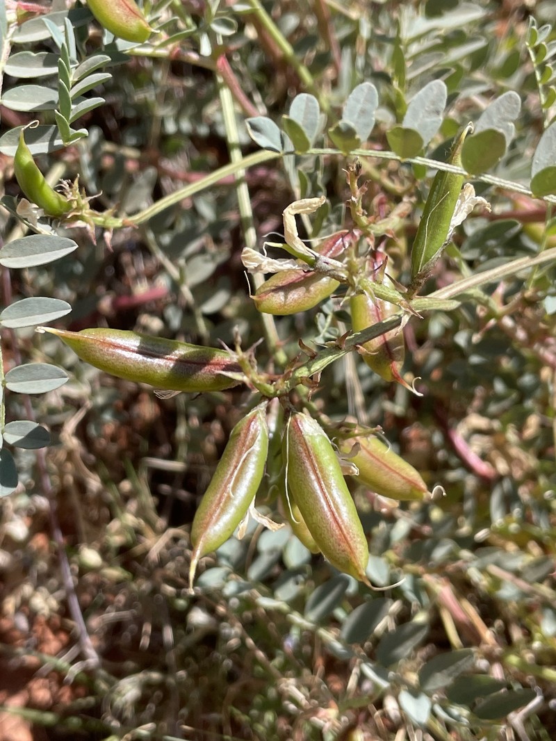 Astragalus lentiginosus var. wilsonii photo 4