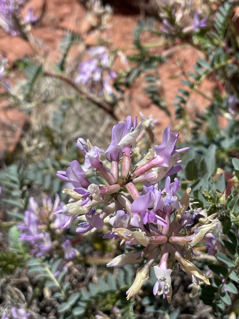 Astragalus lentiginosus var. wilsonii photo 5