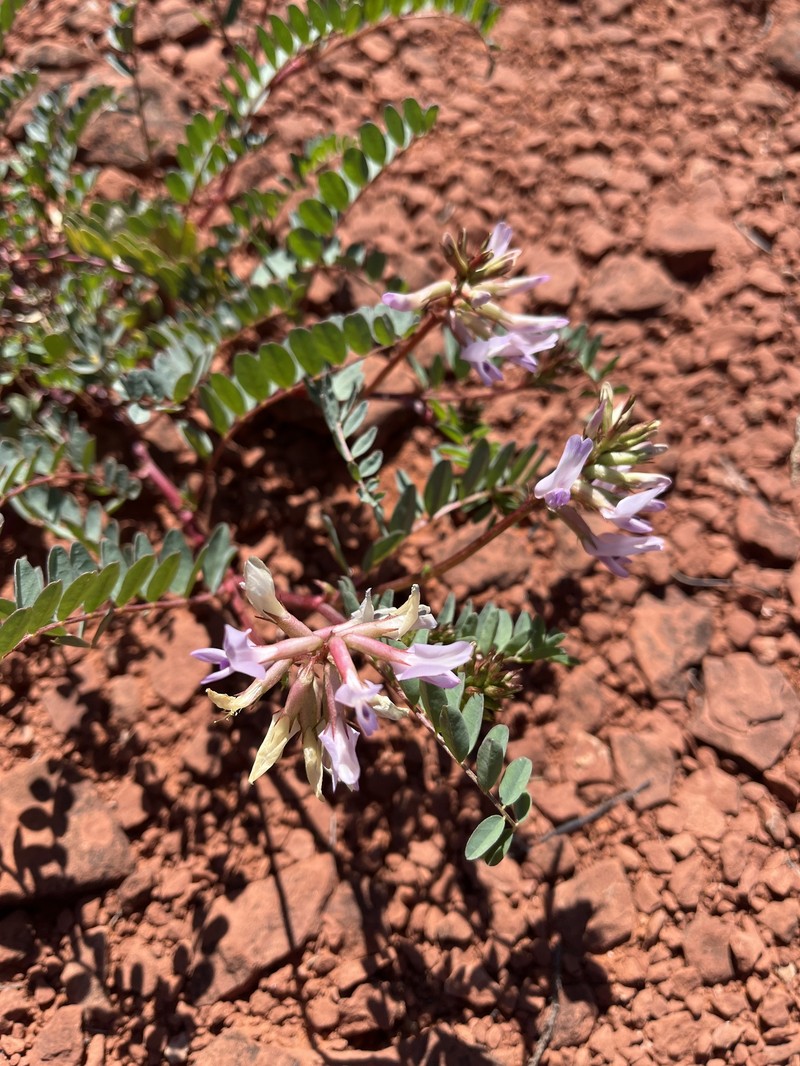 Astragalus lentiginosus var. wilsonii photo 6